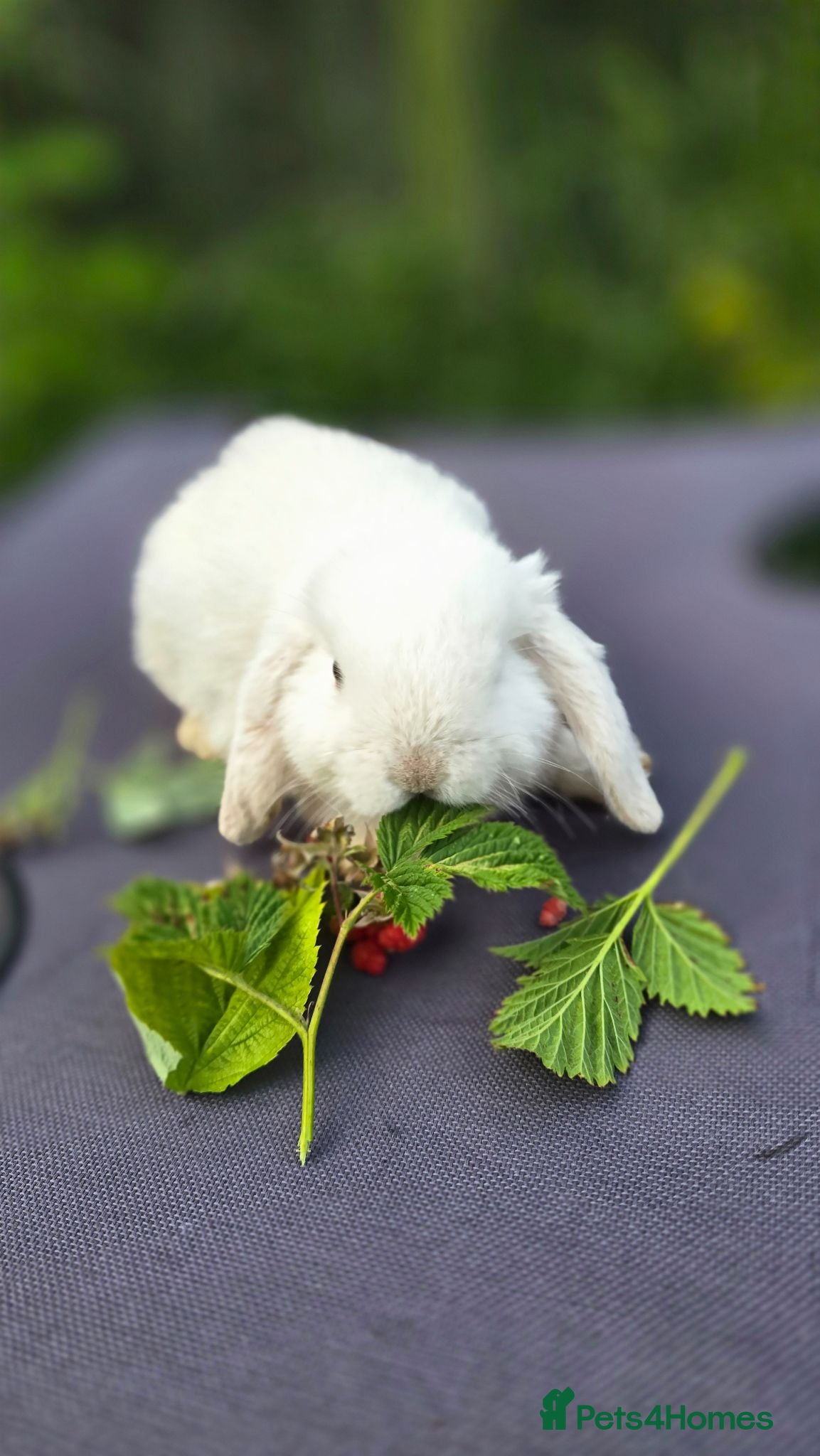 Mini Lop rabbits Cute and playful healthy bunnies  - Advert 2