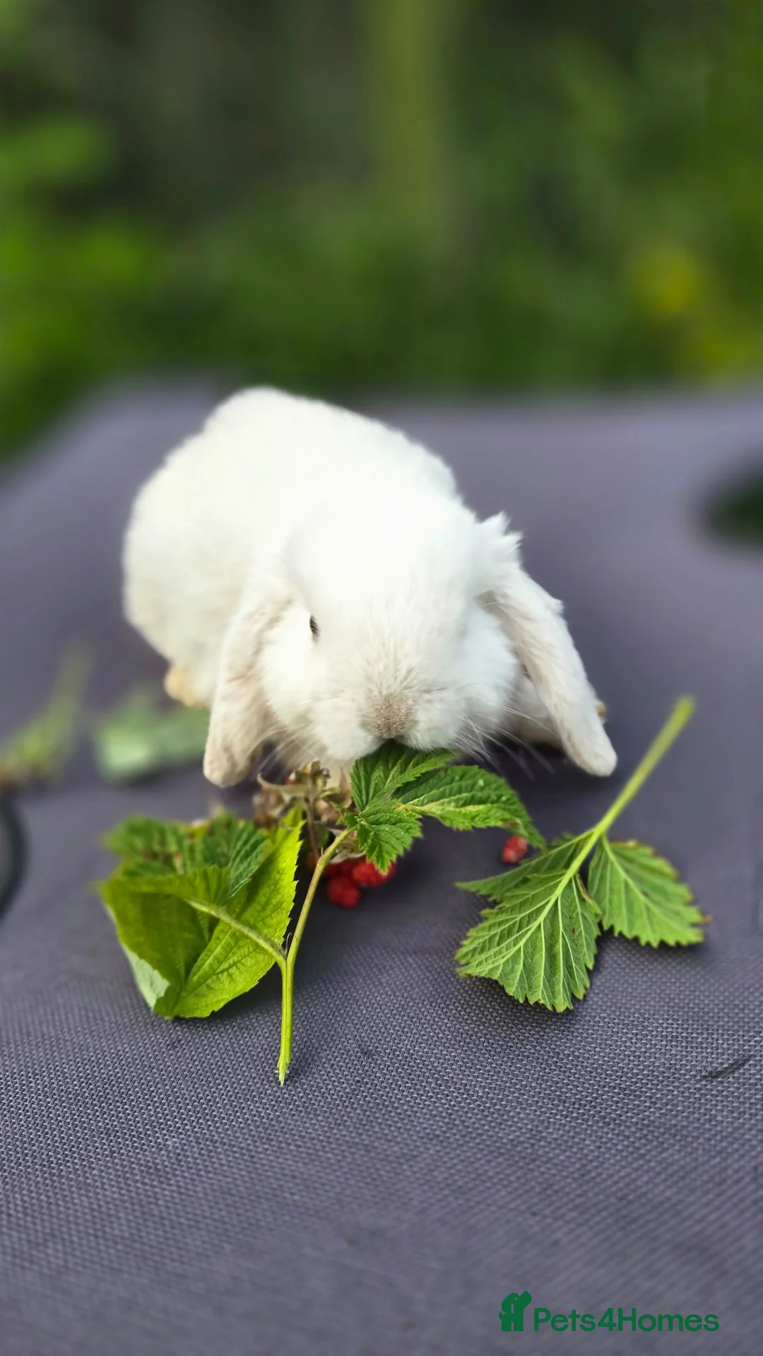 Mini Lop rabbits for sale: Cute and playful healthy bunnies  - Advert 2