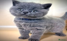 British Shorthair cats for sale: Gorgeous little bundles of joy!  - Advert 6