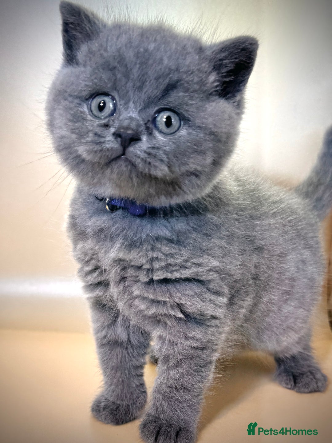 British Shorthair cats for sale: Gorgeous little bundles of joy!  - Advert 6
