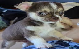 Chihuahua dogs for sale: BOY  Ready To Go✔️ in Basildon - Image 15