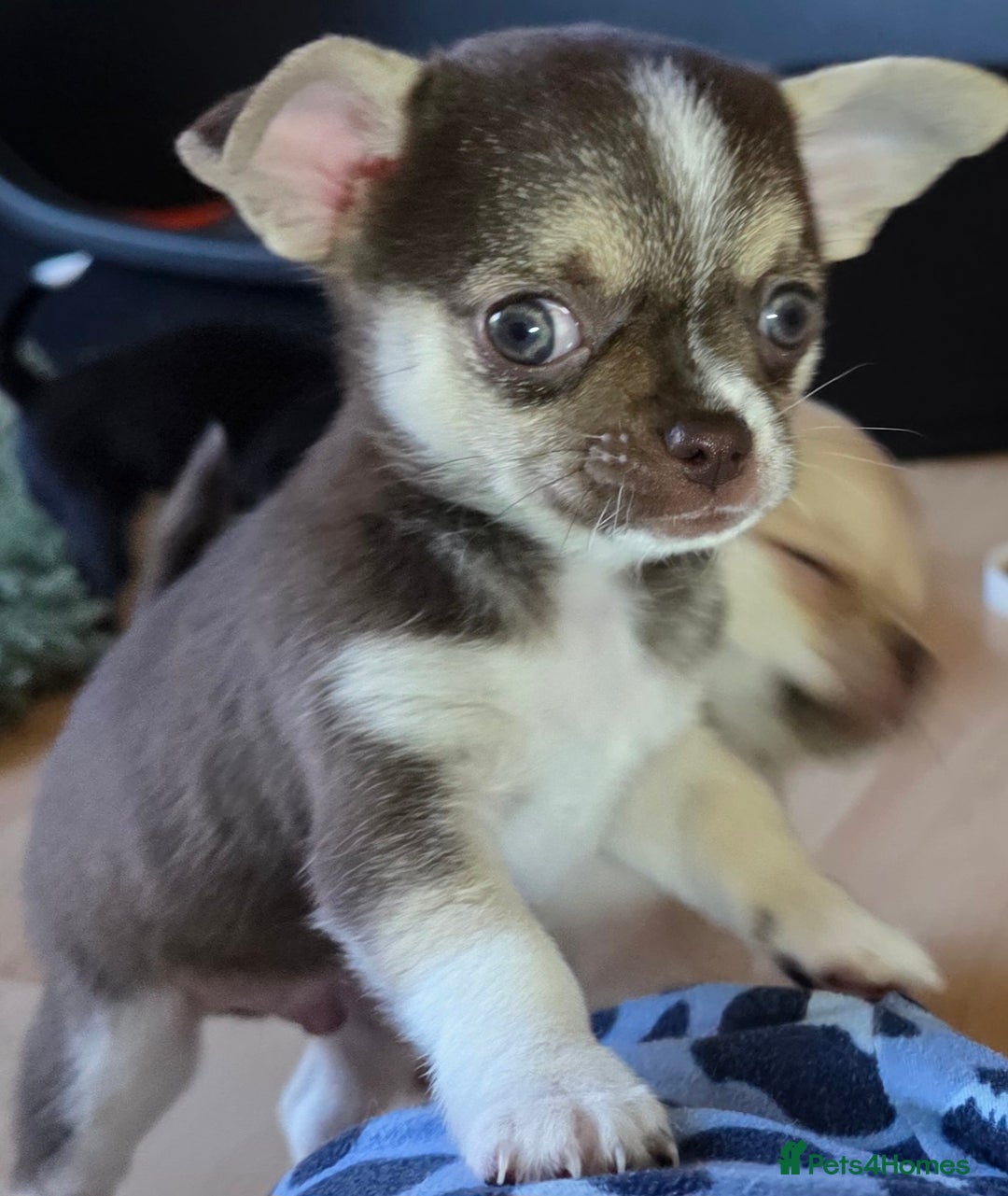 Chihuahua dogs for sale: BOY  Ready To Go✔️ in Basildon - Image 15
