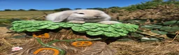Mini Lop rabbits for sale: Pure bred mini lop bunnies - Advert 17