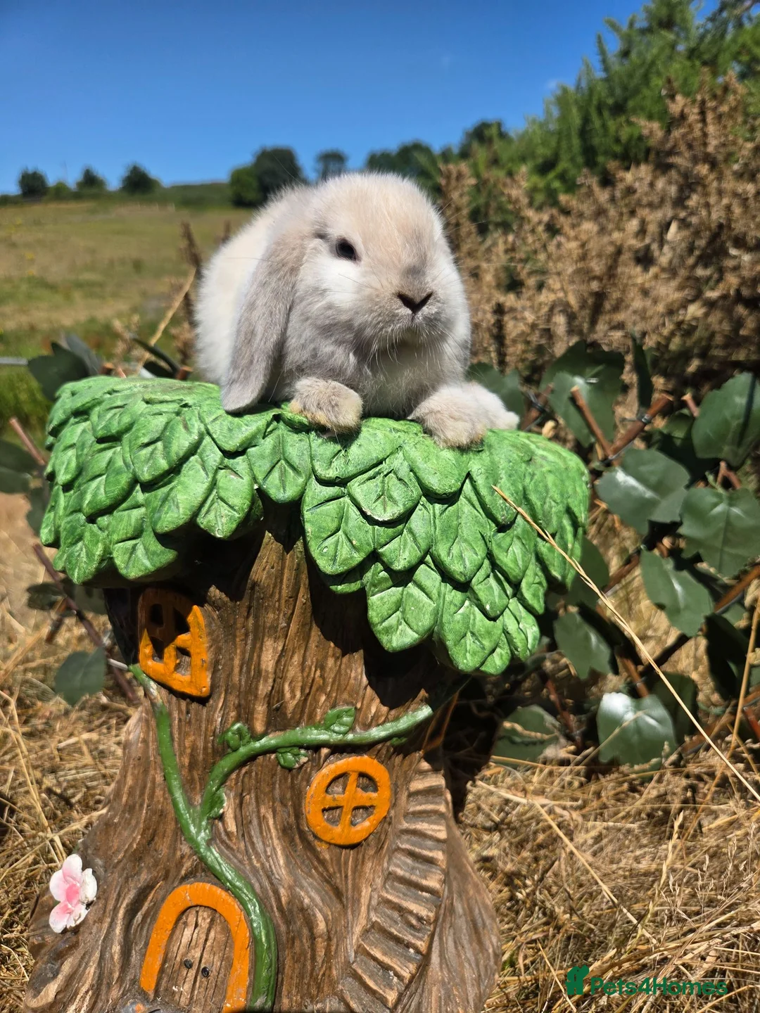 Mini Lop rabbits for sale: Pure bred mini lop bunnies - Advert 17
