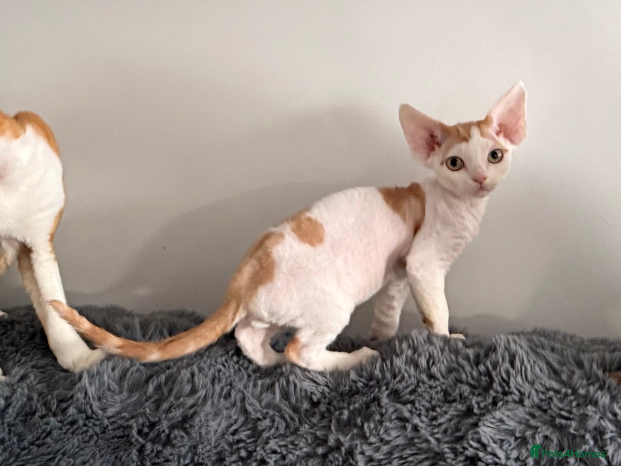Devon Rex cats GCCF registered Devon Rex - Male and female - Advert 1