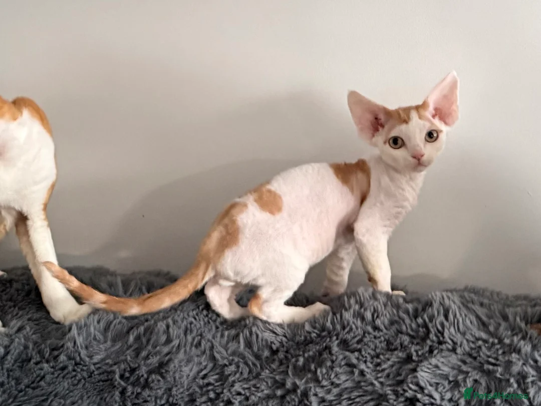 Devon Rex cats for sale: GCCF registered Devon Rex - Male and female - Advert 1