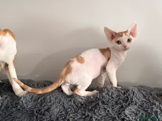 Devon Rex cats GCCF registered Devon Rex - Male and female - Advert 1