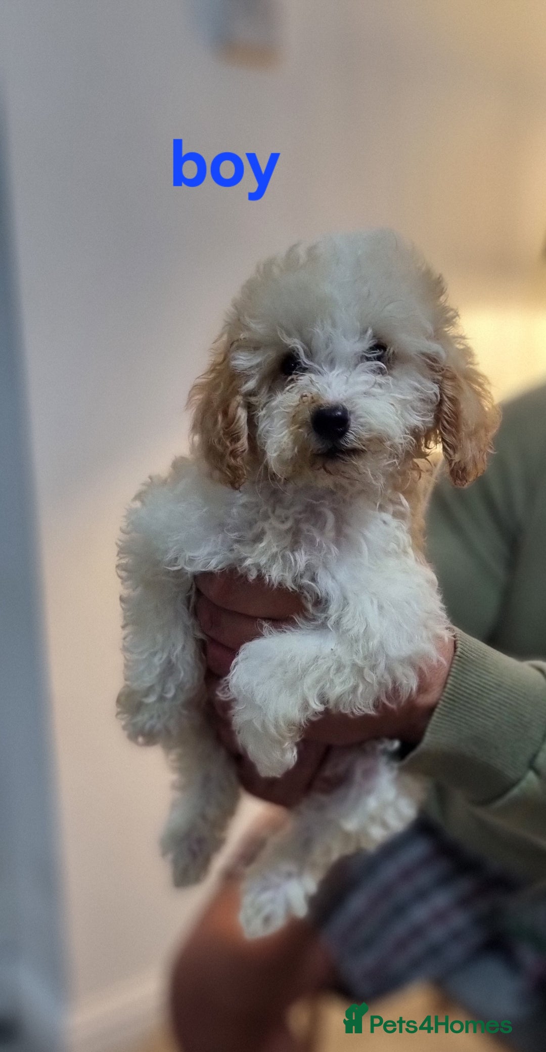 Cockapoo dogs for sale: Cockapoo F1B  - Image 3