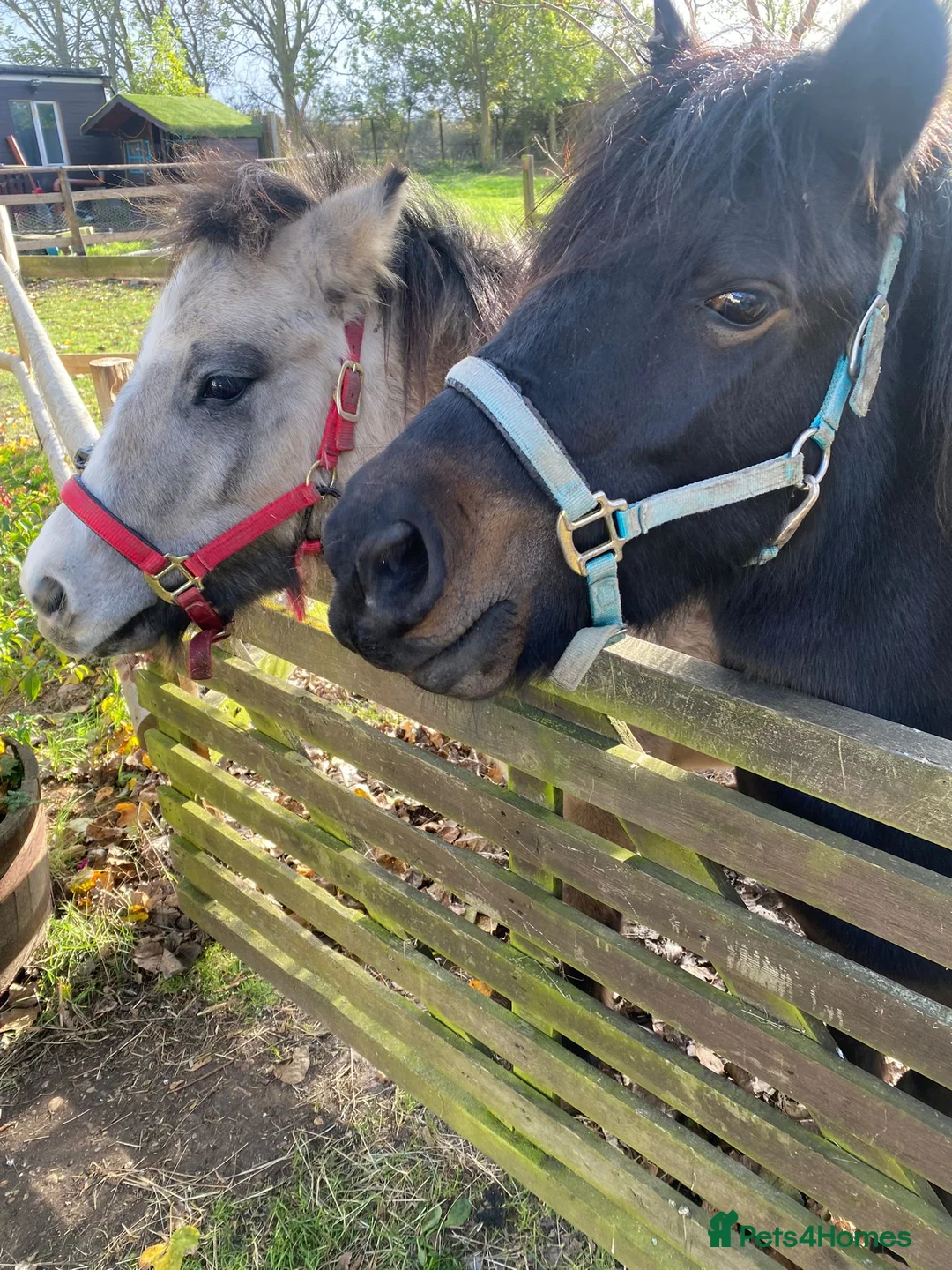 Riding pony horses for sale: Two ponies looking for a together-forever home - Advert 1