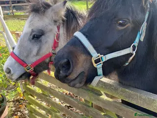 Riding pony horses Two ponies looking for a together-forever home - Advert 7