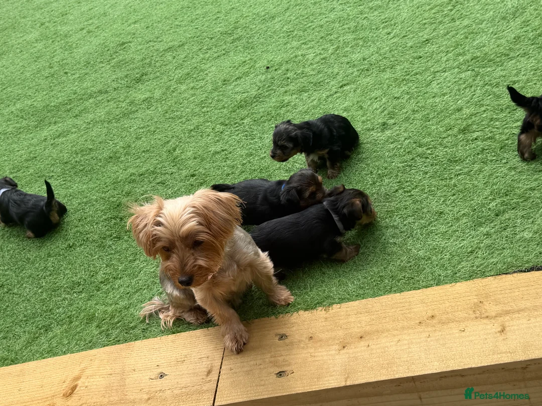 Yorkshire Terrier dogs for sale: Yorkshire Terrier  in Colchester - Advert 34
