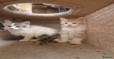 Mixed Breed cats - Advert 16
