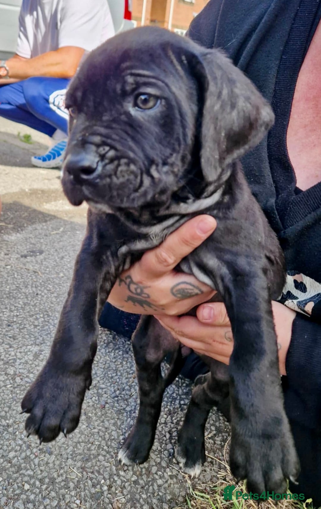 Mixed Breed dogs for sale: READY TO LEAVE NOW chunky mastiff puppies - Image 15