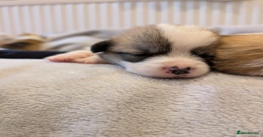 Welsh Corgi Pembroke dogs - Advert 3