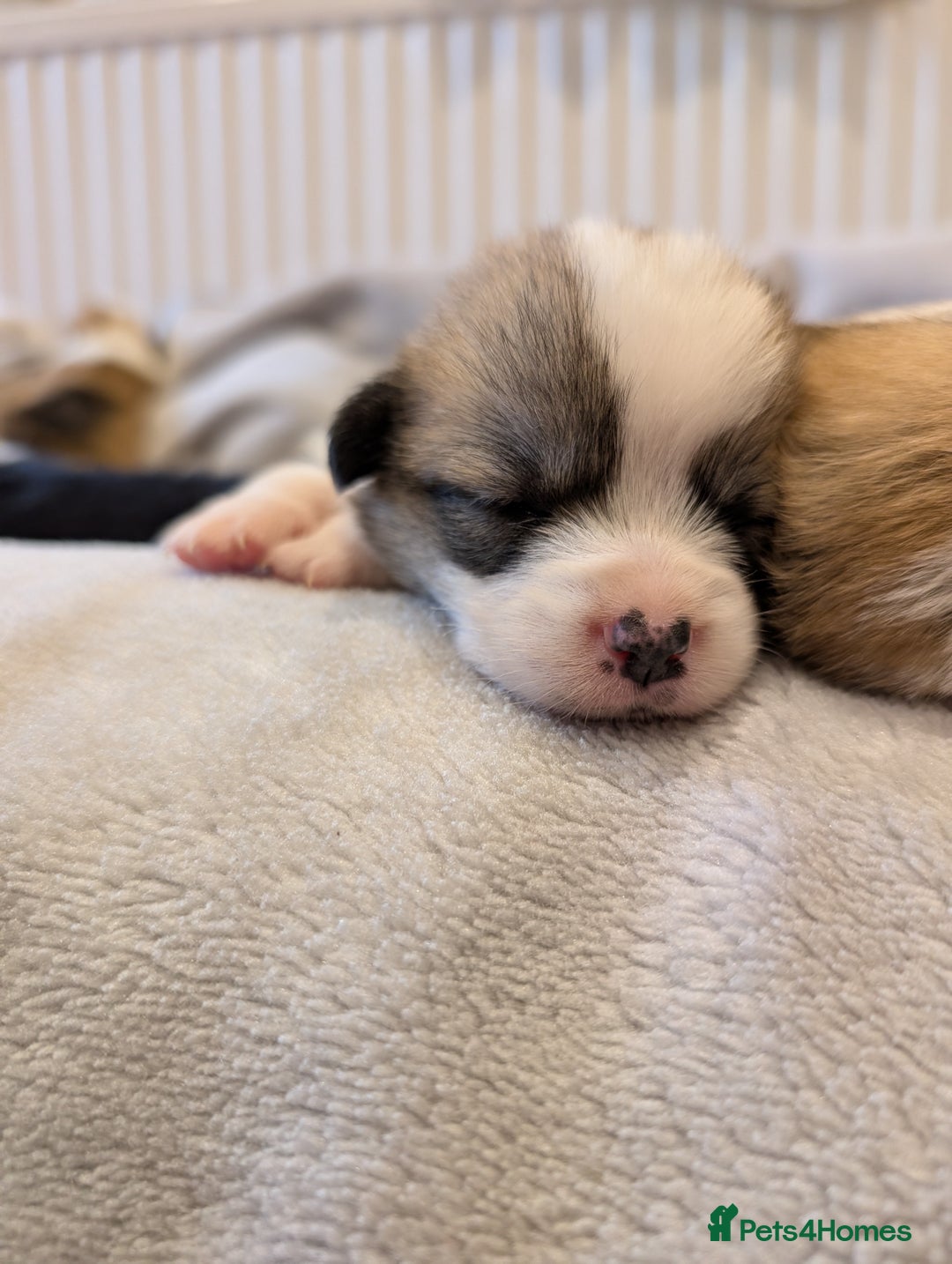 Welsh Corgi Pembroke dogs for sale: 9 Stunning Corgis  - Image 3