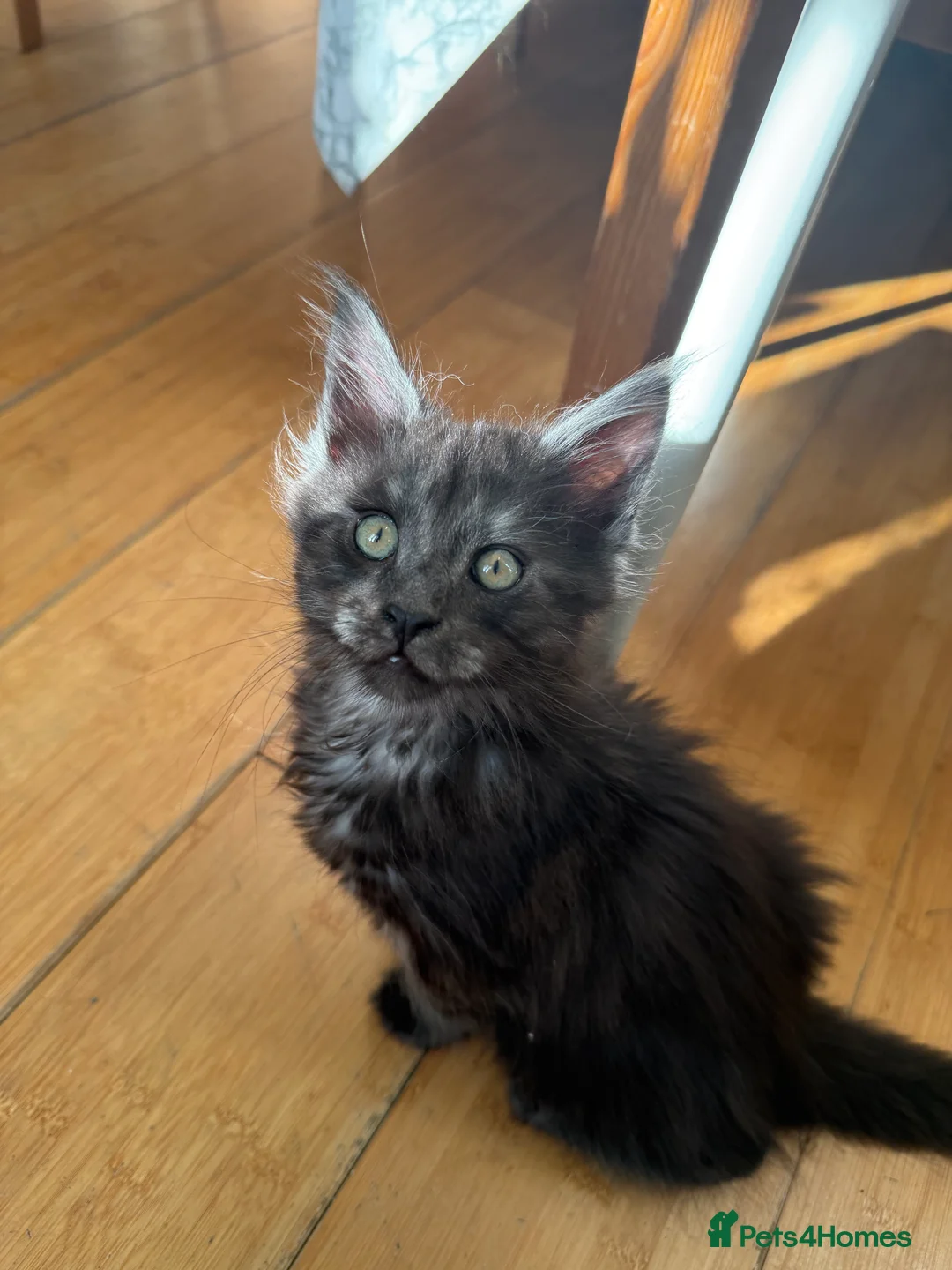 Maine Coon cats for sale: last girl and boy available - Advert 3