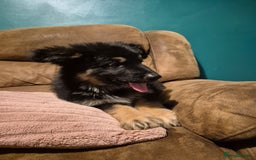 German Shepherd dogs for sale: Ready Now-KC, health Tested German Shepherd Pups - Image 16