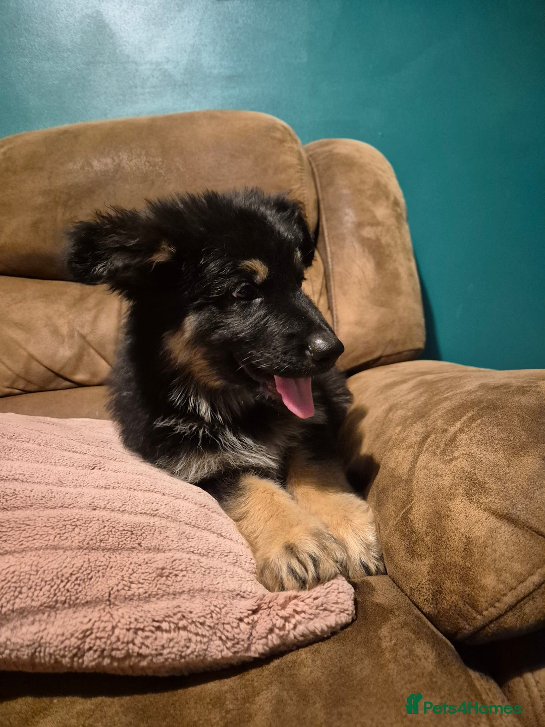 German Shepherd dogs for sale: Ready Now-KC, health Tested German Shepherd Pups - Image 16