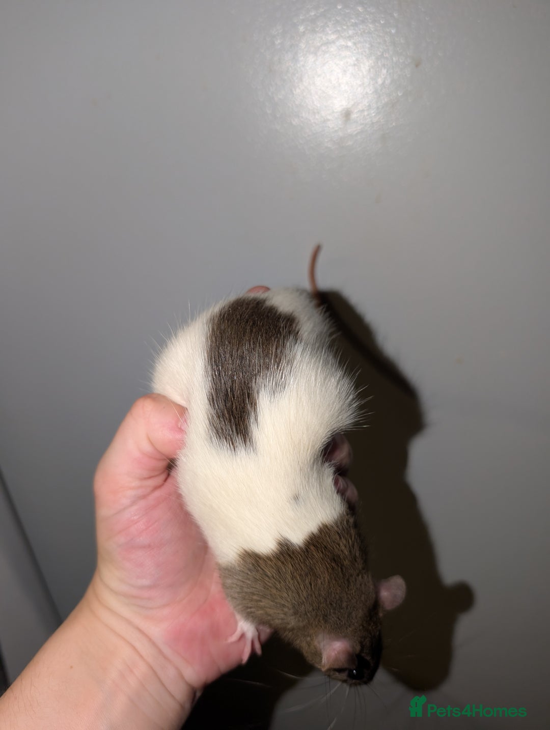 Rat rodents for sale: Dwarf & standard rats  - Image 4