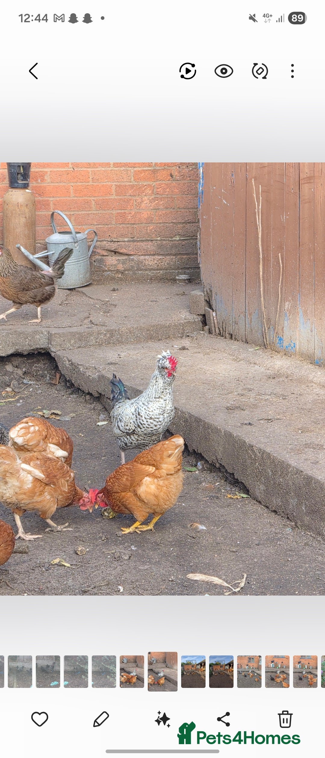 Chickens poultry for sale: Four wonderful boys  - Advert 5