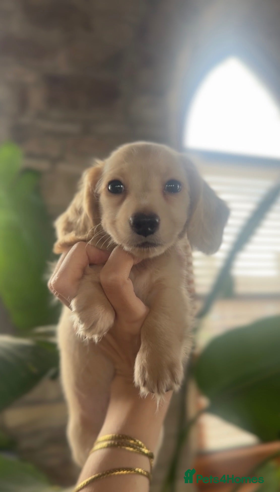 Miniature Dachshund dogs for sale: KC Longhaired Cream Miniature Dachshund Puppies - Advert 1