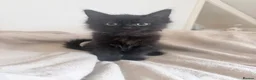 Mixed Breed cats for sale: Adorable kittens for sale  - Advert 3
