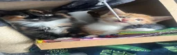 Norwegian Forest Cat cats for sale: Norwegian Forest X British Shorthair Ginger kitten - Advert 13