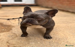 French Bulldog dogs for sale: French bulldog - Image 1