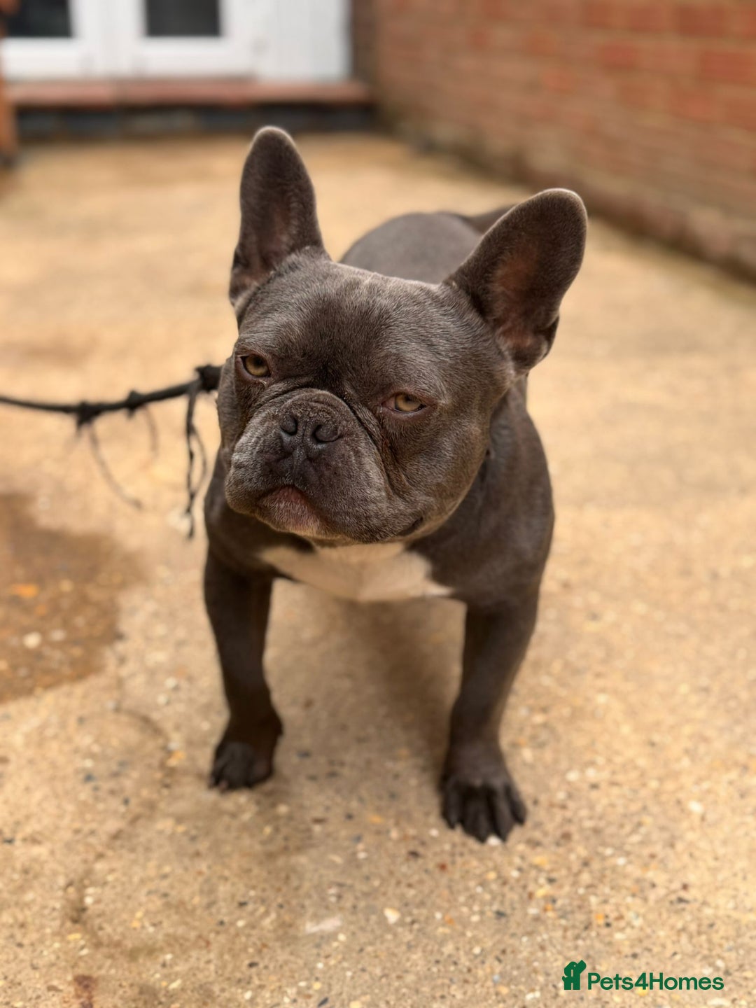 French Bulldog dogs for sale: French bulldog - Image 1