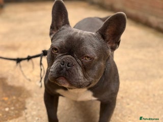 French Bulldog dogs - Advert 1