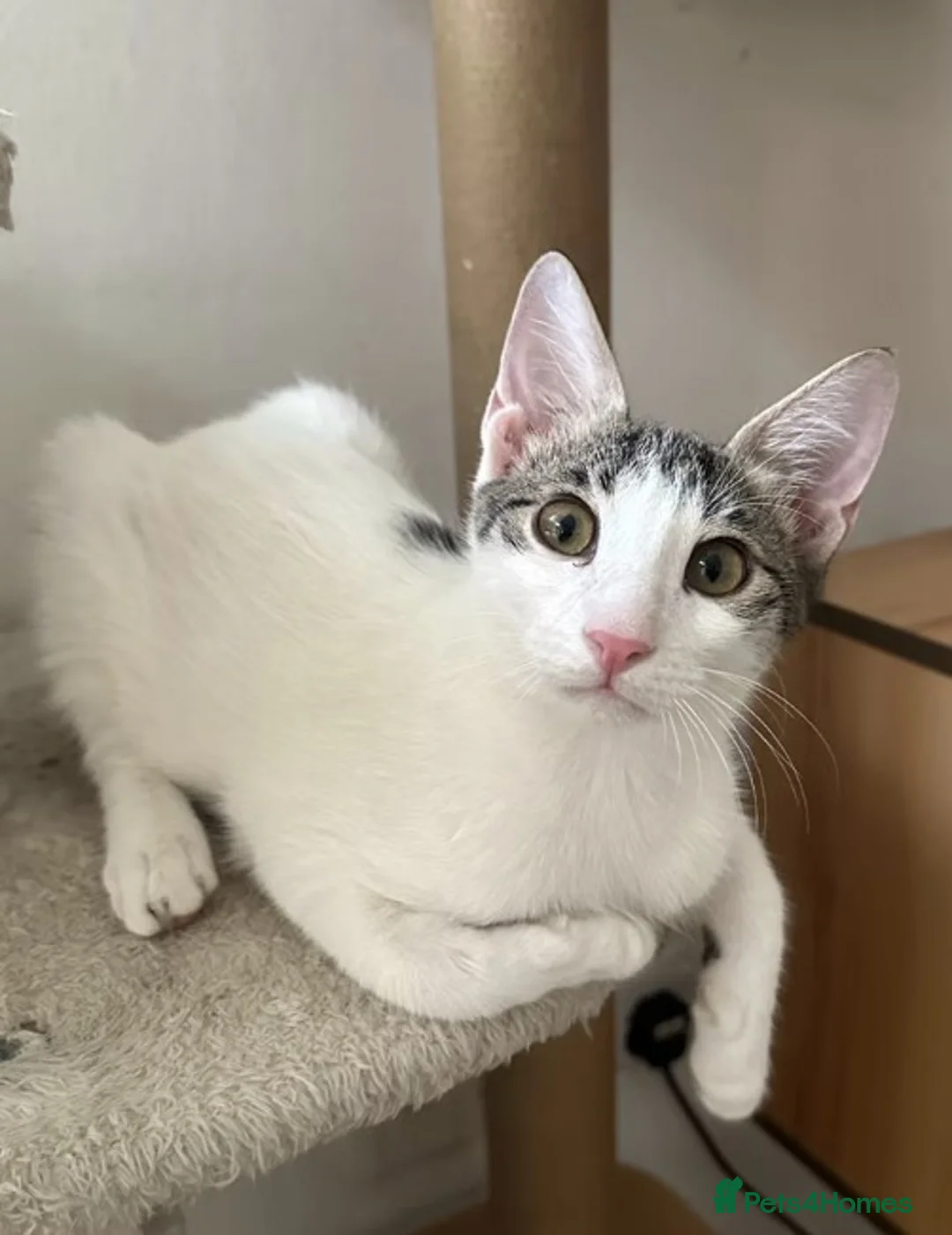 Arabian Mau cats for adoption: Male Cat for Indoor Adoption - Advert 2