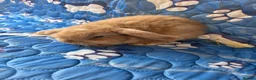 Mini Lop rabbits for sale: Stunning baby mini lops  - Advert 15