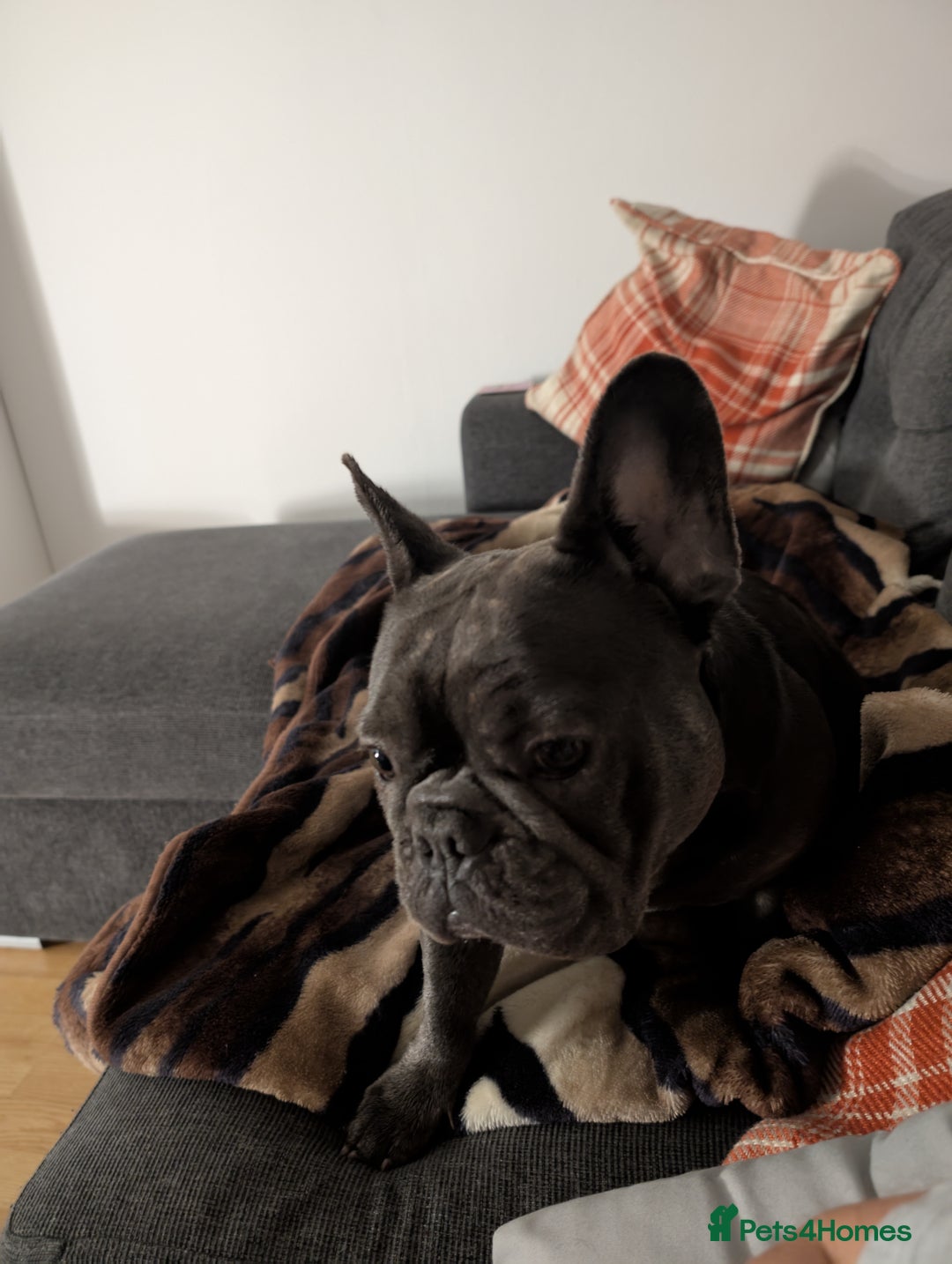 French Bulldog dogs for sale: French bulldog  - Image 8