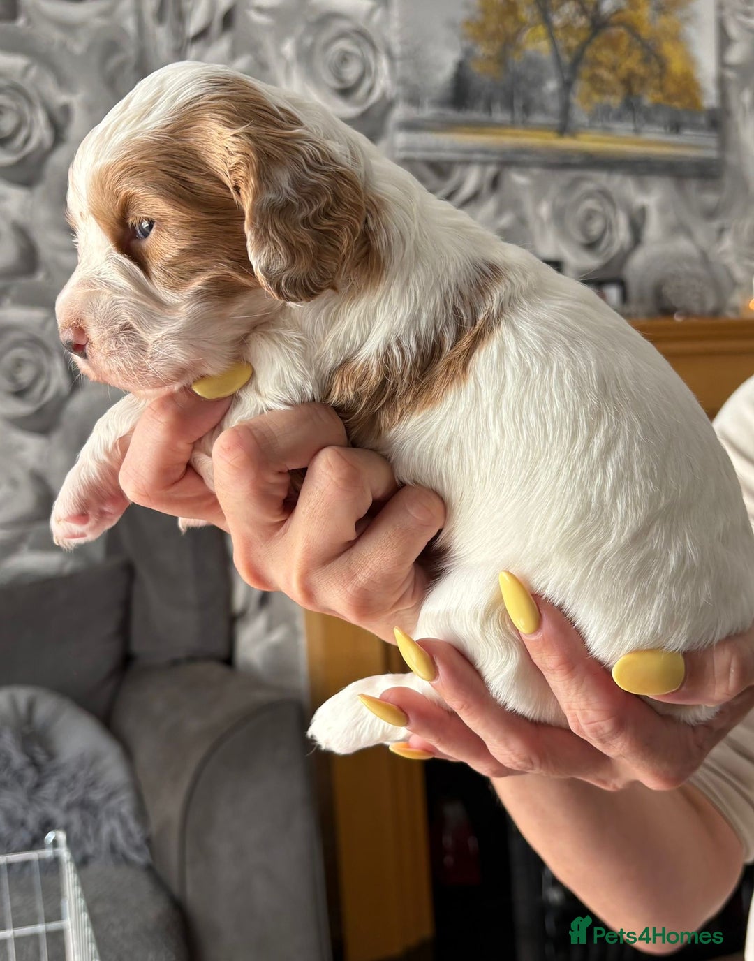 Cocker Spaniel dogs for sale: Working Cocker Spaniel Puppies - Image 3