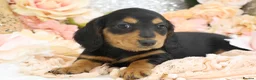 Miniature Dachshund dogs for sale: KC Miniature Dachshund Longhair Puppies - Advert 22