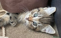 Mixed Breed cats for sale: 6 beautiful kittens  - Image 1