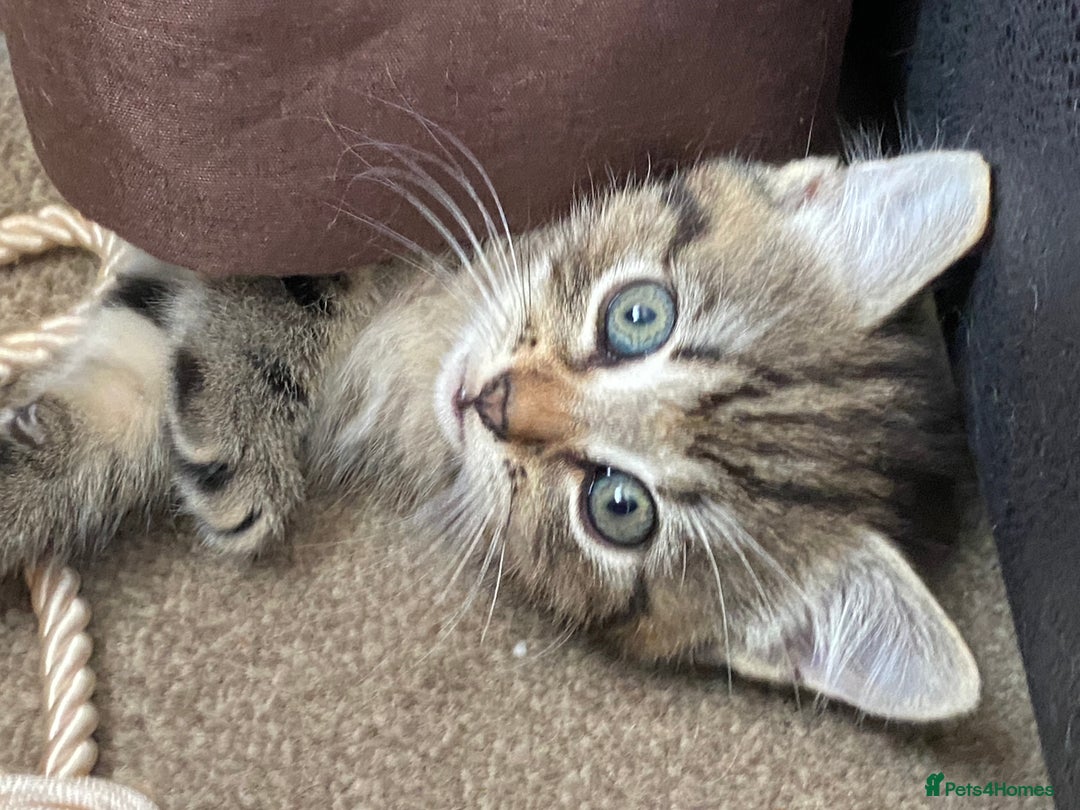 Mixed Breed cats for sale: 6 beautiful kittens  - Image 1