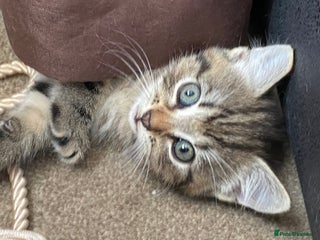 Mixed Breed cats - Advert 36