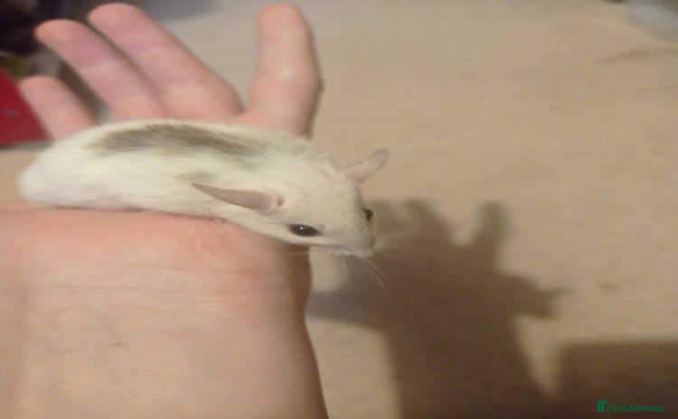 Mouse rodents - Advert 2