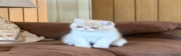Exotic cats for sale: Beautiful Exotic cream & white female - Advert 11