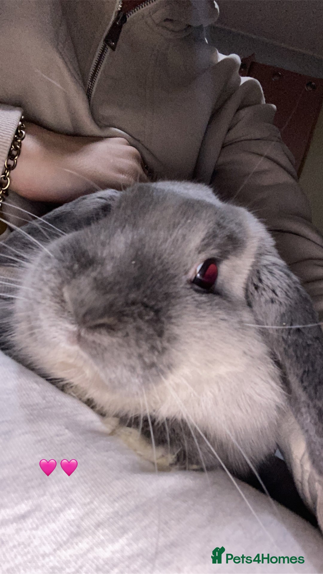 Mini Lop rabbits Cashmere micro mini lop  - Advert 8