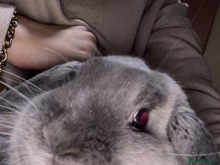 Mini Lop rabbits Cashmere micro mini lop - Advert 9