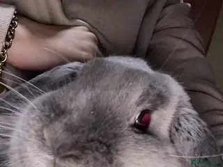 Mini Lop rabbits Cashmere micro mini lop - Advert 17