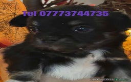 Chihuahua dogs for sale: Pure breed chihuahua pups  - Image 5
