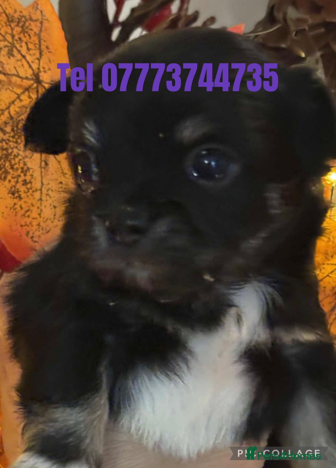 Chihuahua dogs for sale: Pure breed chihuahua pups  - Image 5
