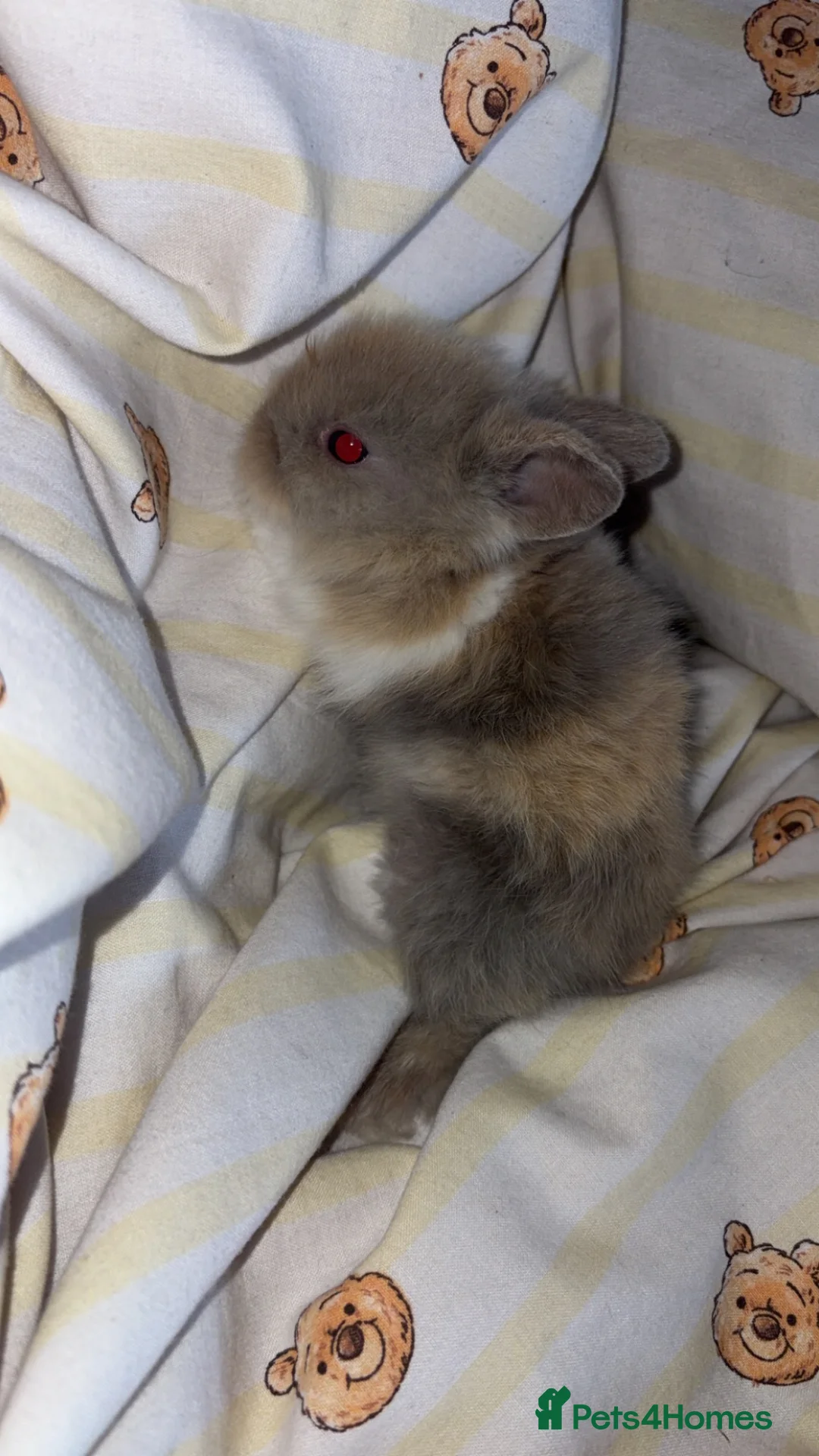 Lionhead rabbits for sale: Lionheads ready to be reserved - Advert 5
