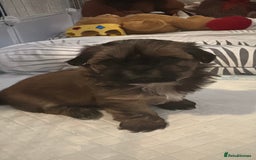 Shih Tzu dogs for sale: A girl and a boy - Image 7