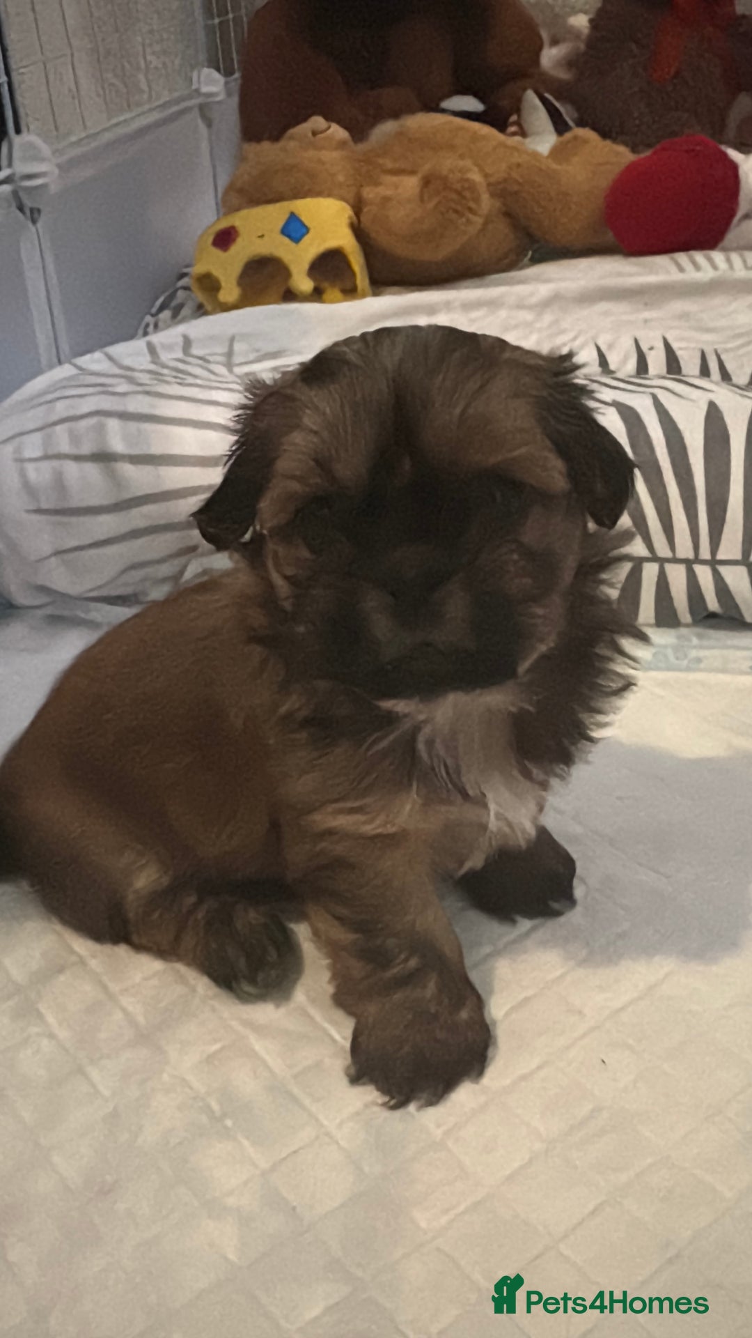 Shih Tzu dogs for sale: A girl and a boy - Image 7