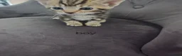 Toyger cats for sale: Toyger polydactyl kittens  - Advert 5