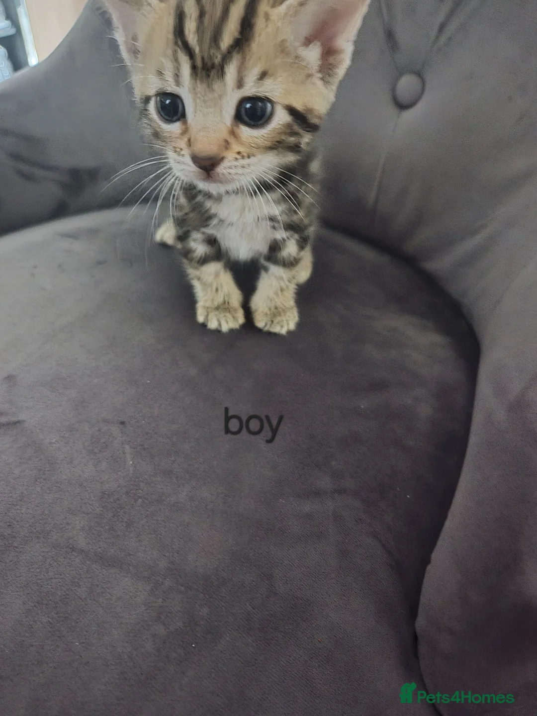 Toyger cats for sale: Toyger polydactyl kittens  - Advert 5